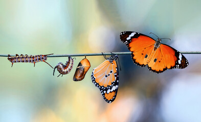 Amazing moment ,Monarch Butterfly, pupae and cocoons are suspended. Concept transformation of...