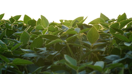 Green ripening soybean field, agricultural landscape. Flowering soybean plant. Soy plantations at sunset. Against the background of the sun. soybeans.