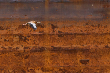 Black-bellied Whistling Duck Flying Solo Past a Rusted Barge on the Mississippi River