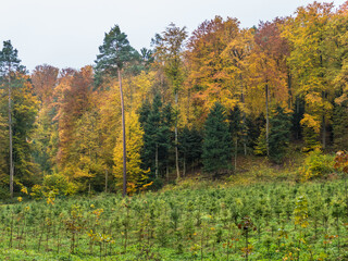 Wiederaufforstung im herbstlichen Mischwald 