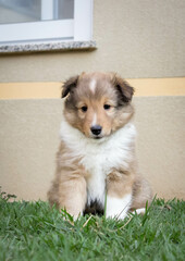 Shetland sheepdog sable puppy