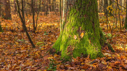 tree in the forest covered with green moss.