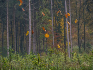 Wiederaufforstung im herbstlichen Mischwald 