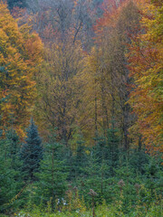 Wiederaufforstung im herbstlichen Mischwald 