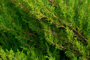 Closeup of evergreen tree leaves and branches