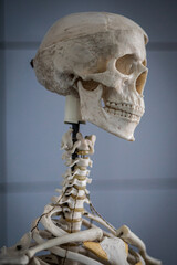 human skull, skull and skeleton for the study of anatomy