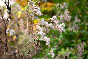 Dry fluffy floral branches