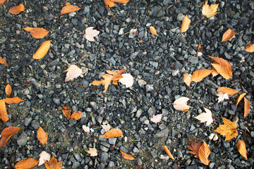 Gravel background with fallen autumn leaves and green growth
