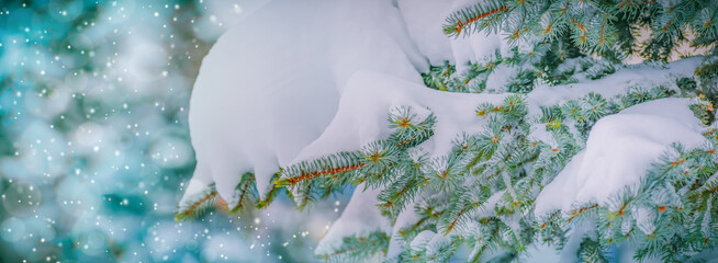 Winter panoramic scenery with snowy spruce branches. Frozen tree branches in winter forest