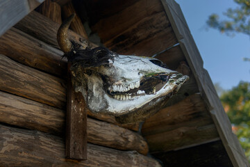the skull of a horned animal hangs near the roof of an ancient wooden Viking house for a ward against evil spirits.