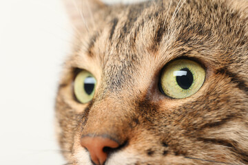 Closeup view of tabby cat with beautiful eyes on light background