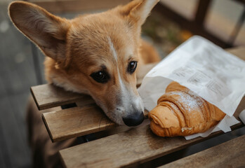 Dog in café corgi eating croissant cute puppy