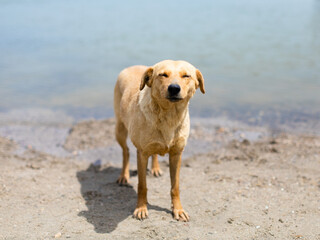 Portrait of a cute homeless dog. High quality photo