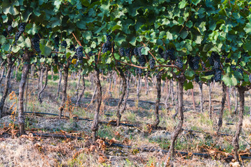 grapes in vineyard in south tyrol