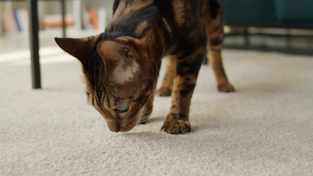 Bengal cat sharpening claws on carpet in living room. Domestic animal at home. Leopard colored kitten on floor close-up. Shorthair pedigreed pet. Little best friends.