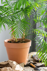 The process of transplanting an adult Chamaedorea plant into a larger clay pot, gardening as a hobby