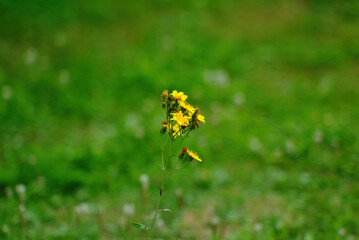 small yellow flowers on wild grass