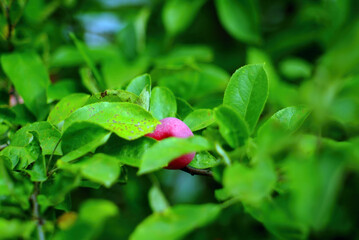 apple ripens on a branch in the garden