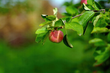 apple ripens on a branch in the garden