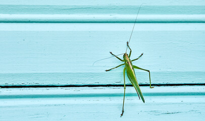 A close-up of a green locust sits on the wall of a house.