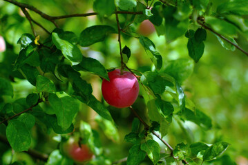 apple ripens on a branch in the garden