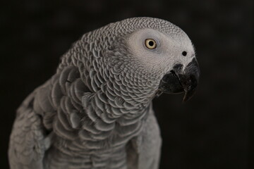 Portrait perroquet gris du Gabon