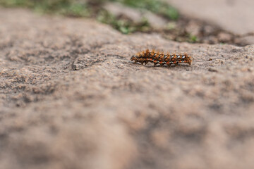 Knot Grass Moth caterpillar walking on the stone