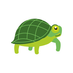 green turtle animal