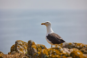 seagull looking at the ocean from a rock. Saltee Island. Ireland