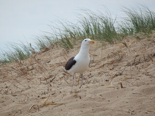 Sea Gull