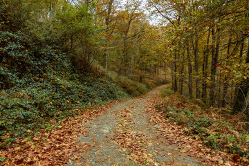 Dirt road in a forest in the middle of autumn with dry leaves fallen from the trees on the sides of the road. ferns and bushes in the lower part of the trees that still have leaves.