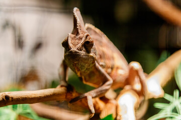 Beautiful lizard of the Yemen Chameleon, Veiled Chameleon, Chamaeleo calyptratus