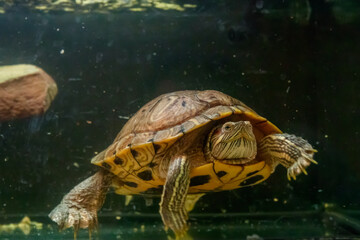 Beautiful turtle swims in the water