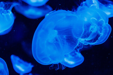 macro aurelia aurita semaeostomeae