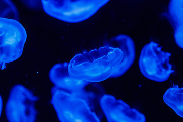 macro aurelia aurita semaeostomeae