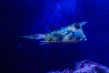 macro Lactoria cornuta Linnaeus fish