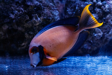 macro fish acanthurus pyroferus