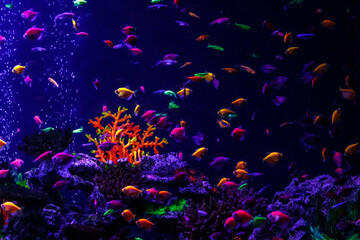 Obraz na płótnie Canvas macro beautiful fish glo tetra fish danio rerio