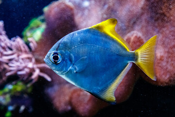 Fototapeta na wymiar Monodactyl Silver Fish - Monodactylus argenteus