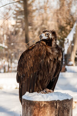 beautiful vultures sit on a stump in the snow
