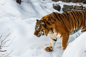 beautiful panthera tigris on a snowy road