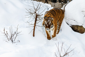 beautiful panthera tigris on a snowy road