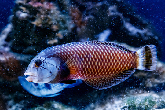 Fish Guban - dragon Novaculichthys taeniourus