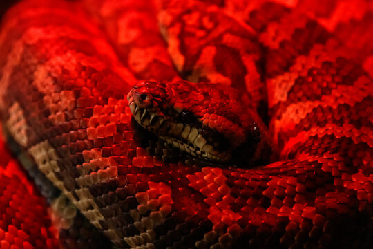 snake coastal carpet python, Morelia spilota mcdowelli