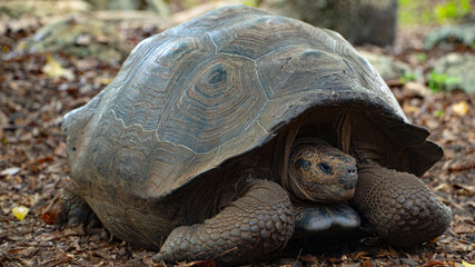 Tortuga galápagos j¡gigante descansando  © diego