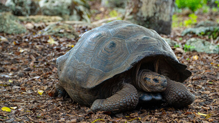 Tortuga galápagos j¡gigante descansando  © diego