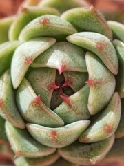 artichokes at the market