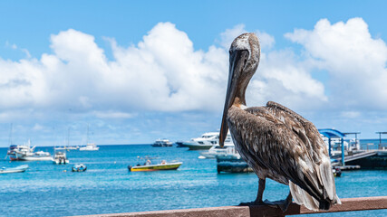 Pelicano viendo al horizonte 
