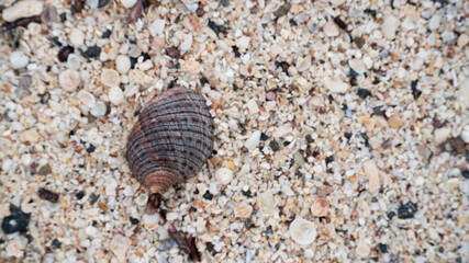 Textura de arena, conchas y coral 