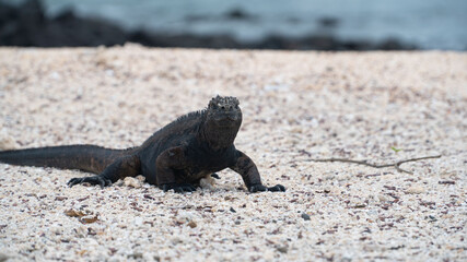 Iguana negra descansando en la playa 